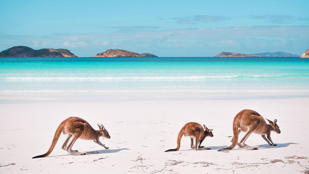 Lucky Bay est aussi une des plus belles plages australie avec ses kqngourous sur qui viennent sur la plage