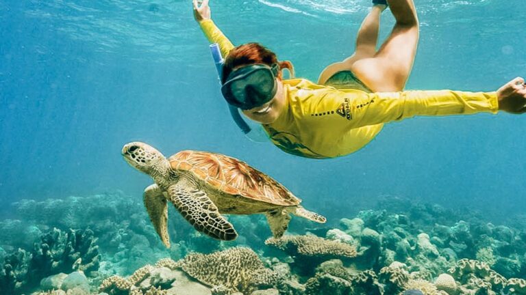 Snorkeling avec tortue Australie