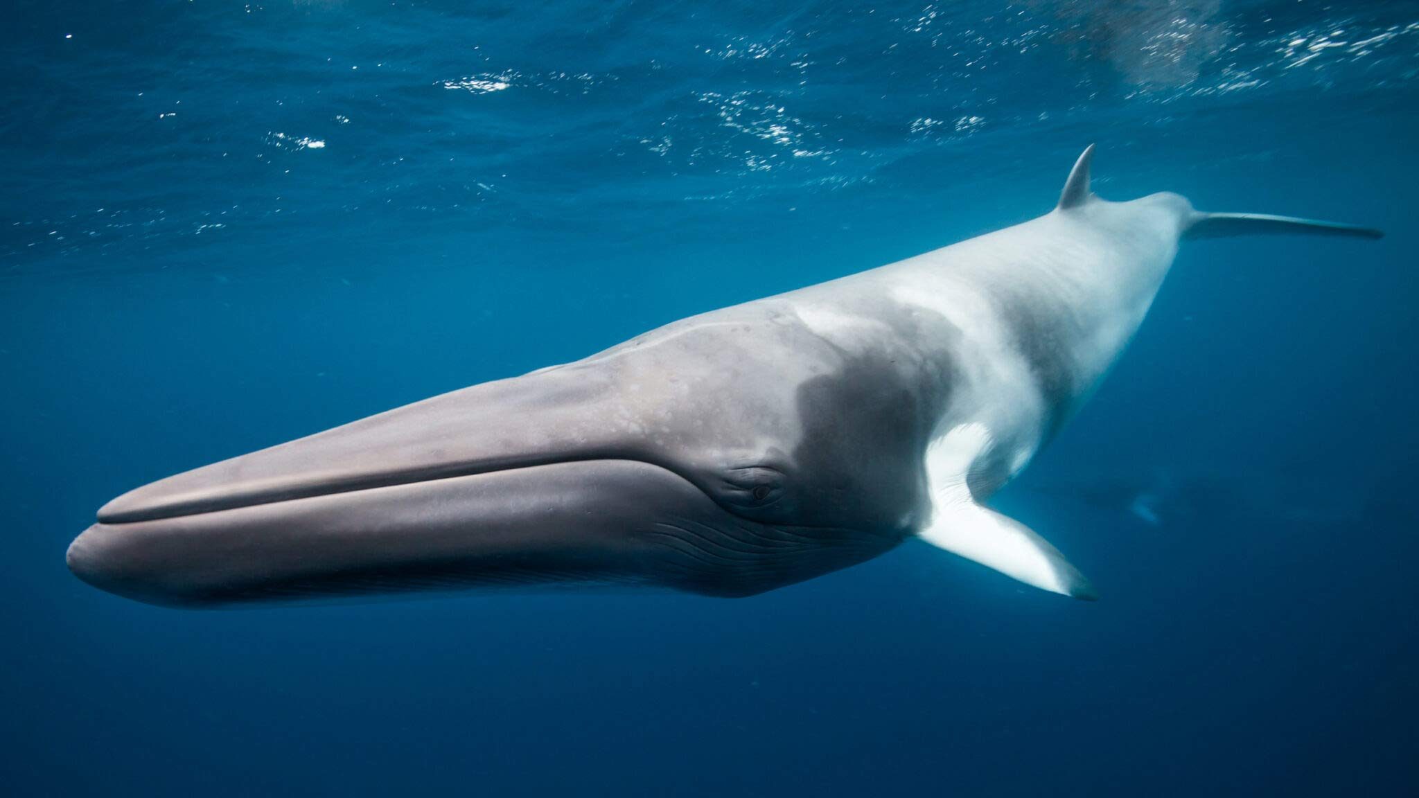 voir baleines de minke australie