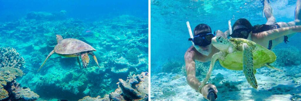 Snorkeling dans la Grande barrière de corail en Australie